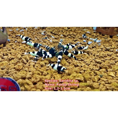 Panda Shrimp 0,7-1,2cm SSS Kalite  (1 Adet)