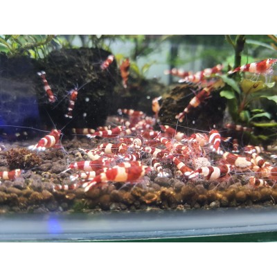 Wine Red Shrimp 1,2 - 2cm (Yetişkin 1Erkek-1Dişi)