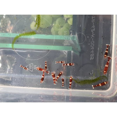 Wine Red Shrimp 0,7-1,2cm (10 Adet)