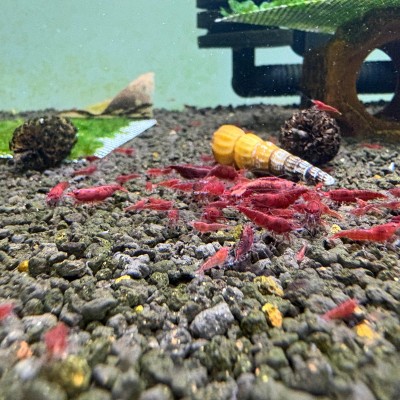 Bloody Mary Karides 0,7-1,2cm (10 Adet)