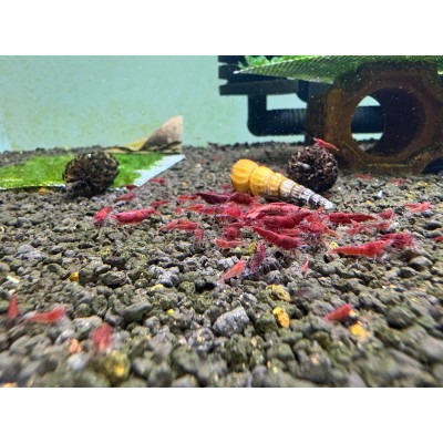 Bloody Mary Karides 0,7-1,2cm (10 Adet)
