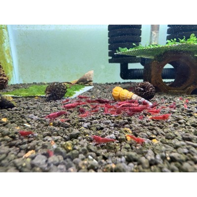 Bloody Mary Karides 0,7-1,2cm (10 Adet)