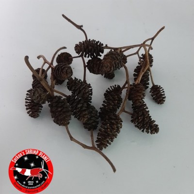 Kızıl Ağaç Kozalağı İrili Ufaklı 50+ Adet