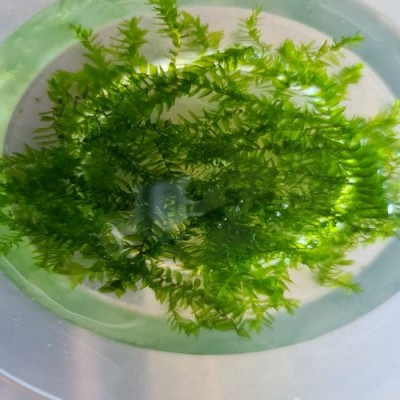 Fontinalis antipyretica Willow Moss 10x10cm Yeni Sarım