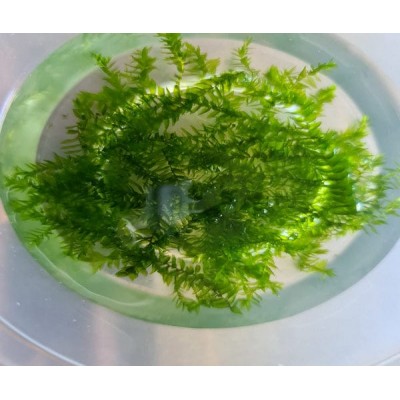 Fontinalis antipyretica Willow Moss 10x10cm Yeni Sarım