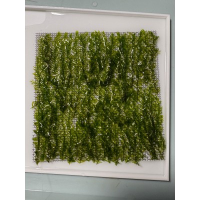 Fontinalis antipyretica Willow Moss 10x10cm Yeni Sarım
