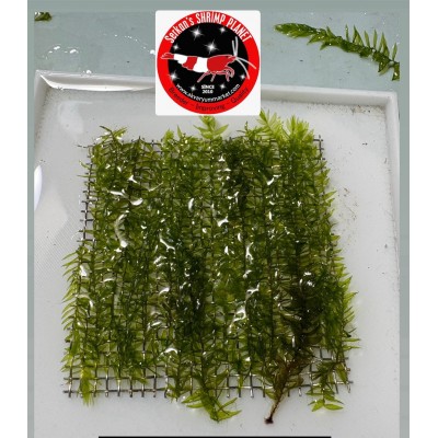 Fontinalis antipyretica Willow Moss 5x5cm Yeni Sarım