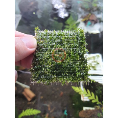 Riccardia chamedryfolia (MINI PELIA) 5x5cm Paslanmaz Telde