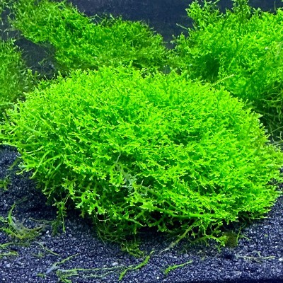 Riccardia chamedryfolia (MINI PELIA) 5x5cm Paslanmaz Telde