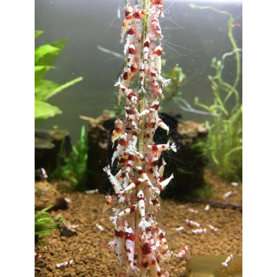 Shrimps Forever Walnut Shrimps Sticks 10 Adet