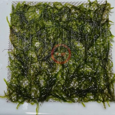 Taxiphyllum sp. "Spiky Moss" 10x10cm Telde (Yeni Sarım)