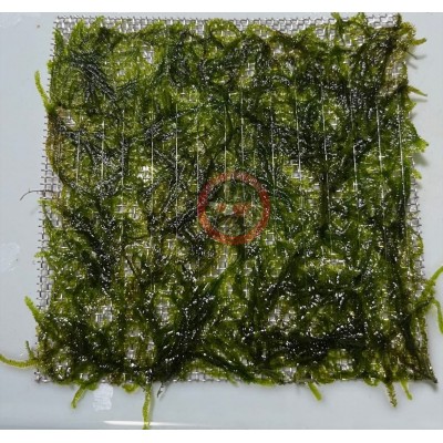 Taxiphyllum sp. "Spiky Moss" 10x10cm Telde (Yeni Sarım)