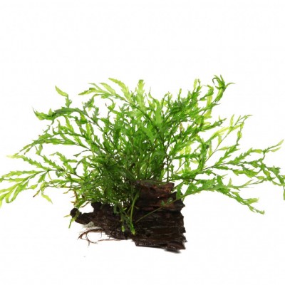 Bolbitis heudelotii 3-5 Yaprak