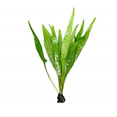 Microsorum pteropus 'Narrow' Leaf Fern 4-6 Yapraklı Kök