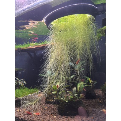 PİSTİA ( Su Marulu) 3-4 Yapraklı Su Üstü Bitkisi (1 Adet)