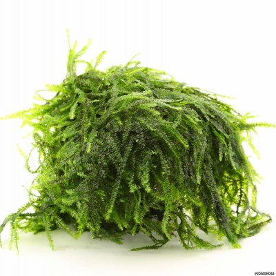 Pilotrichaceae sp. - Pilo Moss 5x5cm (Yeni Sarım)