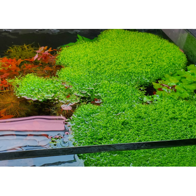 Riccia Fluitans 5x5cm (Yeni Sarım)