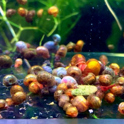 Ramshorn Salyangoz 1cm (+,-1mm)