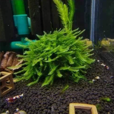 Cameroon Moss 10x7cm Telde Sarılı (YENİ SARIM)