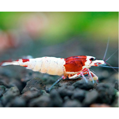 Taiwan bee Red Mosura 0,7-1,2cm (1 Adet)