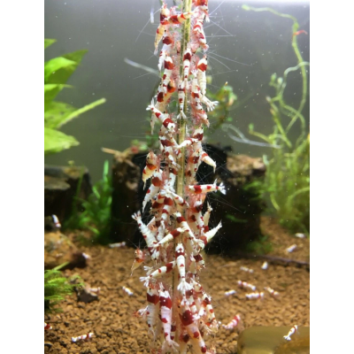 Shrimps Forever Mineral Shrimps Stick Paket 10 Adet 